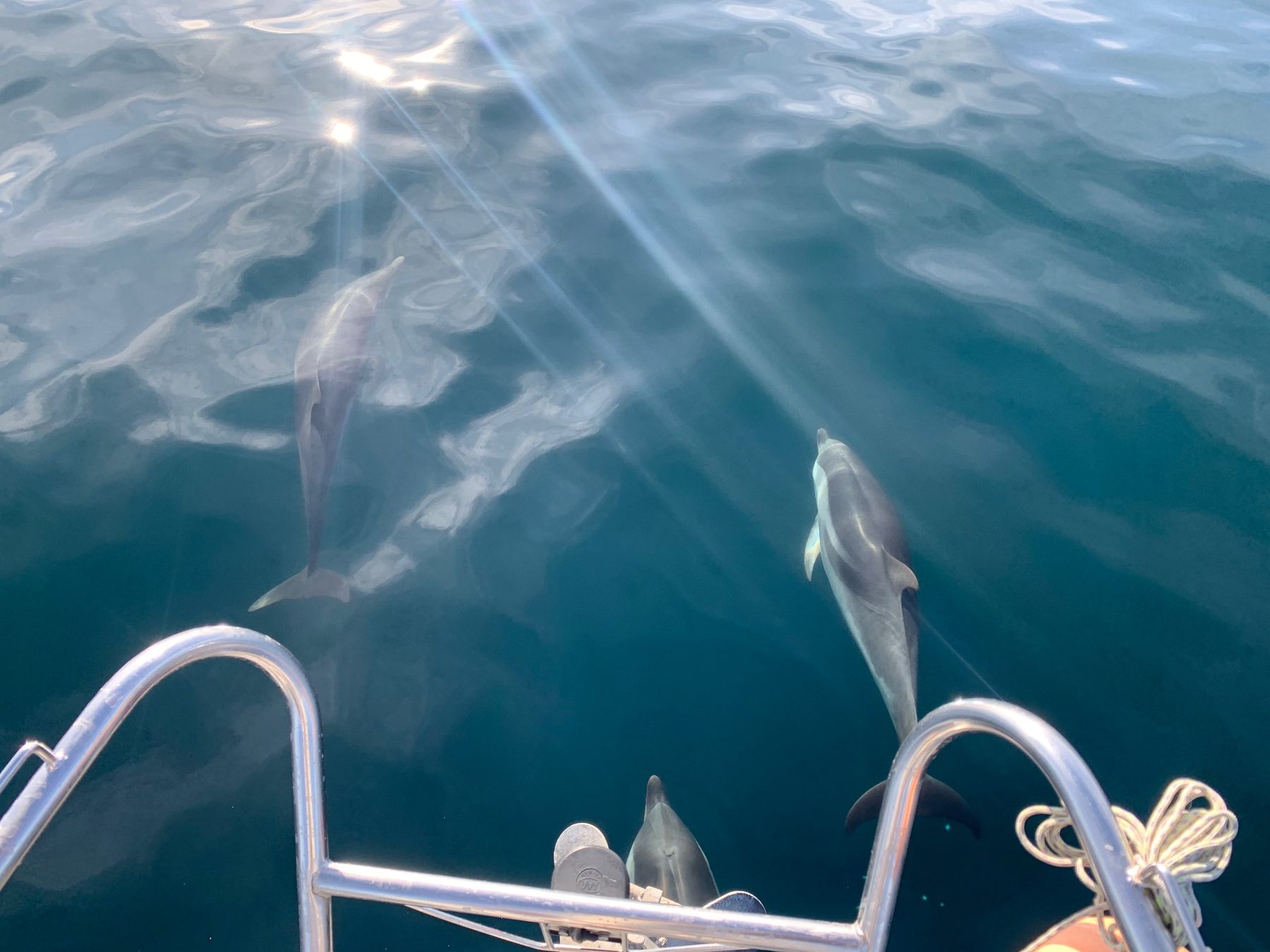 Two dolphins swimming beside the boat on a dolphin-watching sail off Puerto Banús, Marbella